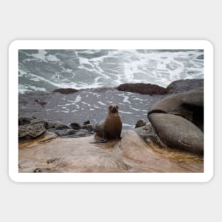 Sea Lion Love Sticker